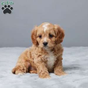 Mike, Cavapoo Puppy